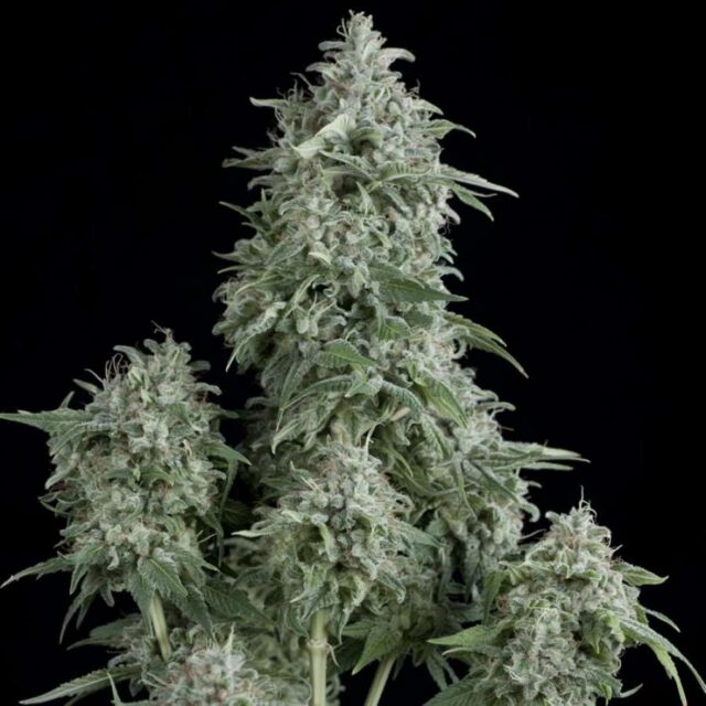 Anubis Feminized Seeds