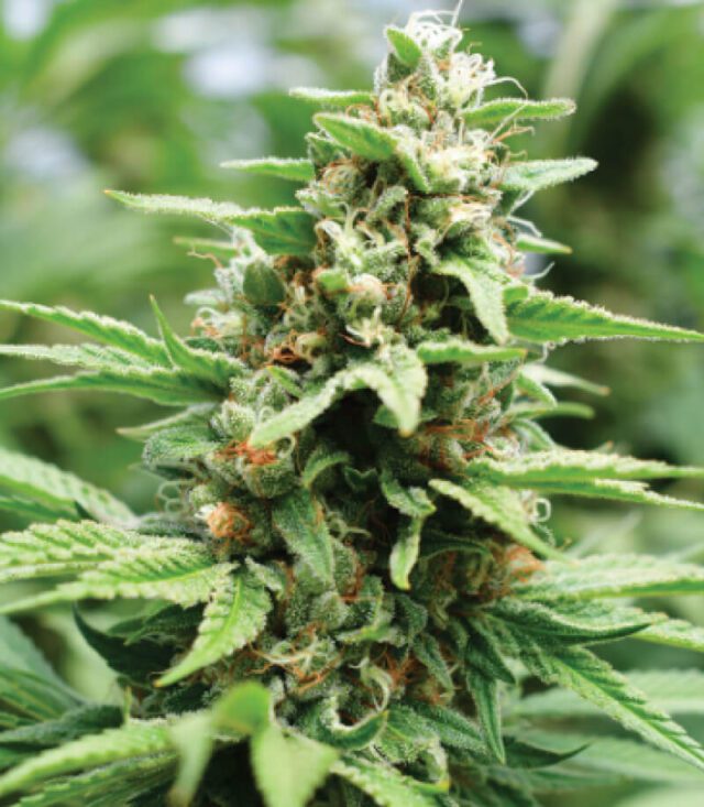 Apricot Papaya Feminized Seeds