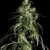 Buy Arjan's Haze #1 Feminized Seeds by Greenhouse Seed Co. in America - Image 2