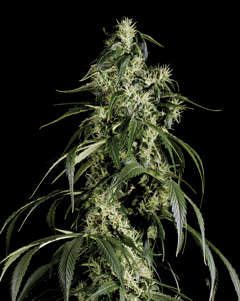 Buy Arjan's Haze #1 Feminized Seeds by Greenhouse Seed Co. in America - Image 2
