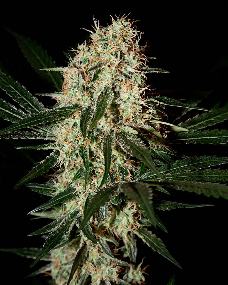 Buy Arjan's Haze #3 Feminized Seeds by Greenhouse Seed Co. in America - Image 2