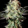 Buy Arjan's Strawberry Haze Feminized Seeds by Greenhouse Seed Co. in America - Image 2