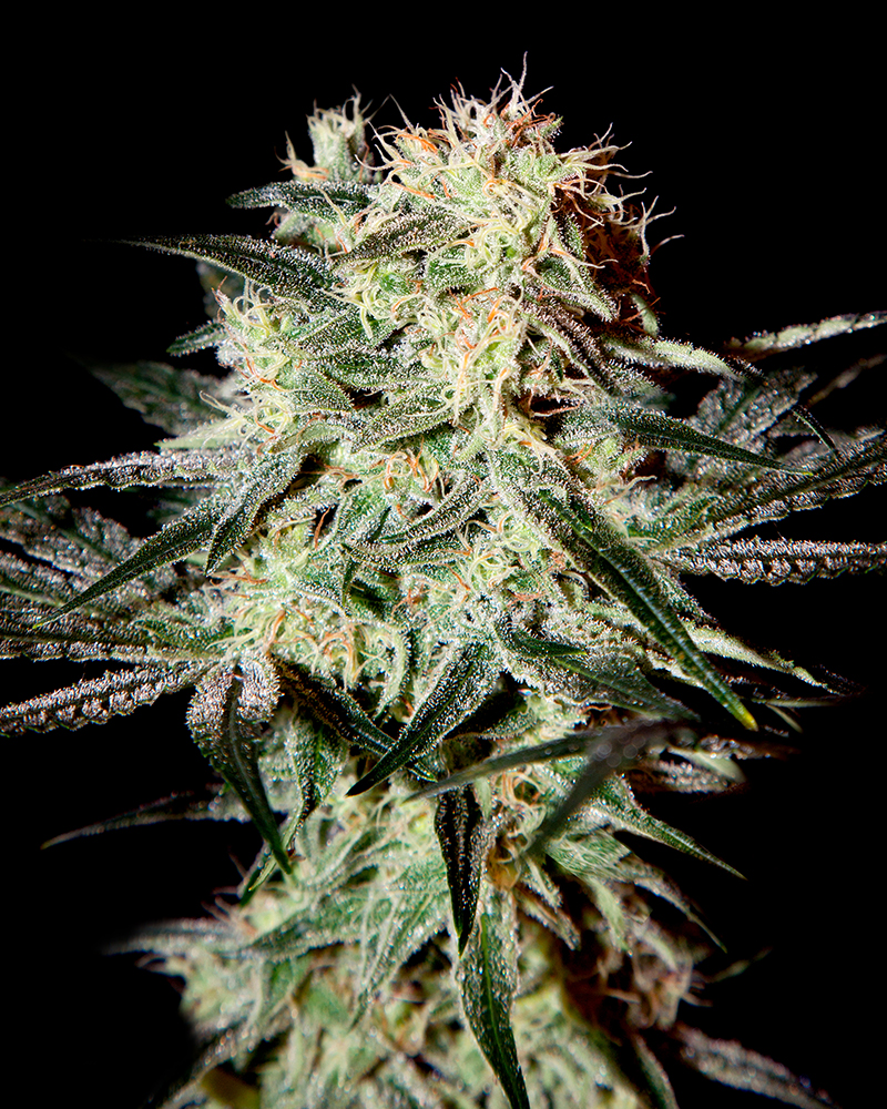 Buy Arjan's Strawberry Haze Feminized Seeds by Greenhouse Seed Co. in America - Image 2