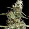 Buy Arjan's Ultra Haze #1 Feminized Seeds by Greenhouse Seed Co. in America - Image 2