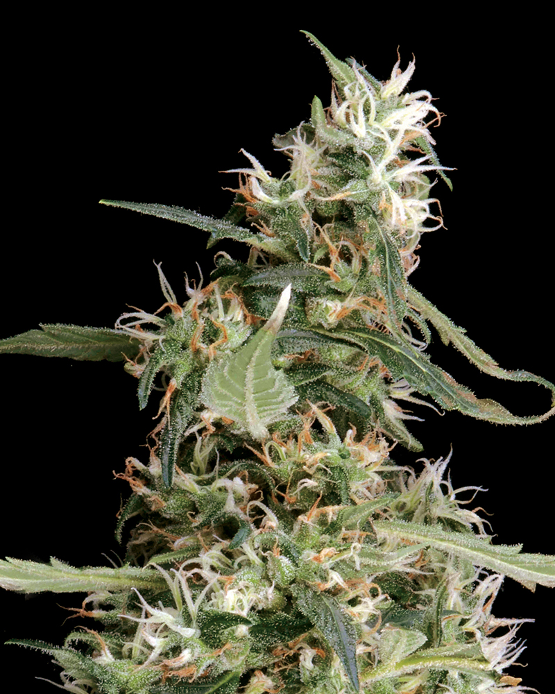 Buy Arjan's Ultra Haze #1 Feminized Seeds by Greenhouse Seed Co. in America - Image 2