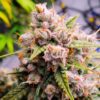 Aurora Indica Auto Feminized Seeds