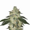 Buy Aurora Indica Auto Feminized Seeds by Nirvana in America - Image 2