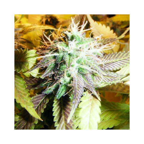 Aurora Indica Feminized Seeds