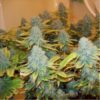 Buy Aurora Indica Feminized Seeds by Nirvana in America - Image 2