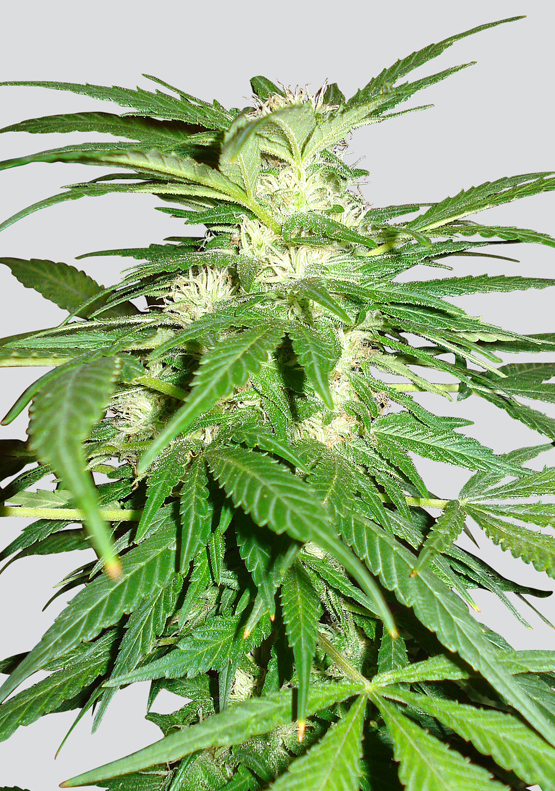 Aurora Indica Regular Seeds