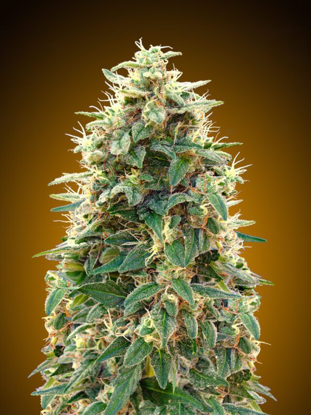 00 Cheese Auto Feminized Seeds