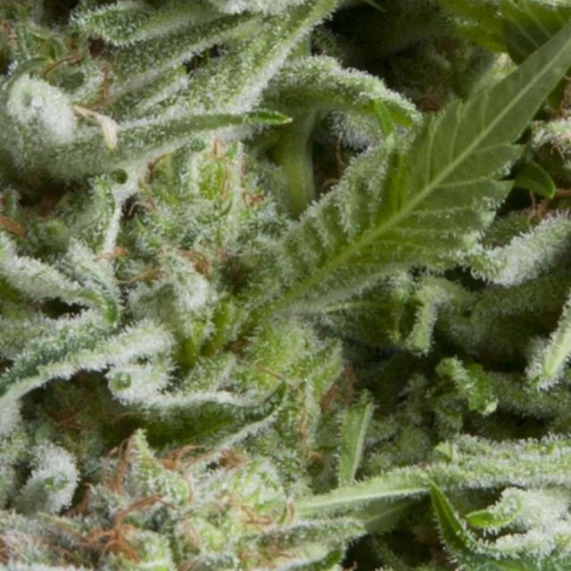 Alpujarrena Auto Feminized Seeds