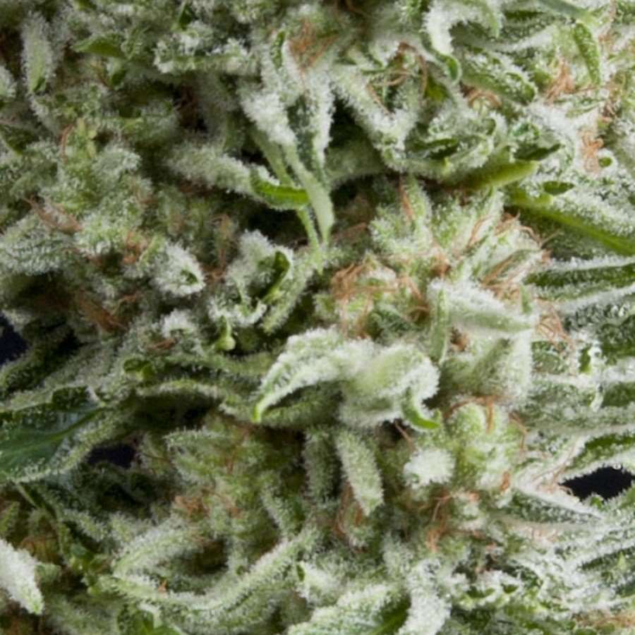 Amnesia Gold Auto Feminized Seeds