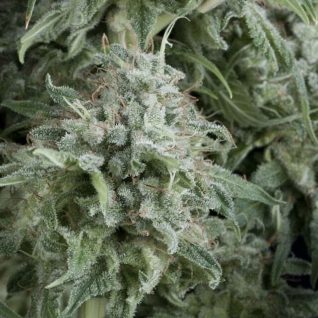 Anubis Auto Feminized Seeds