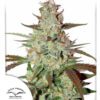 Blue Mazar Auto Feminized Seeds