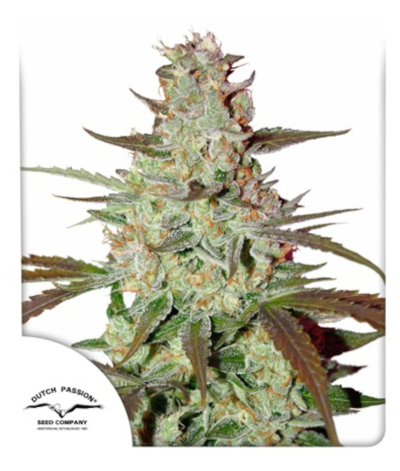 Blue Mazar Auto Feminized Seeds