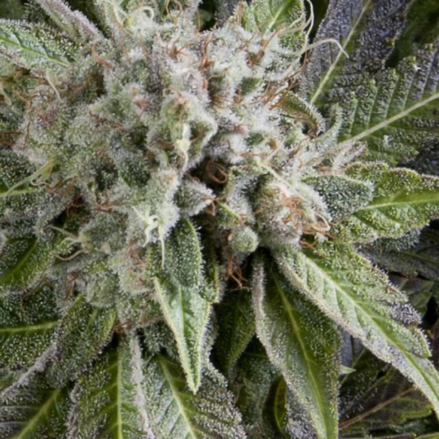 Blue Pyramid Auto Feminized Seeds