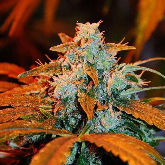 Berry Auto Feminized Seeds