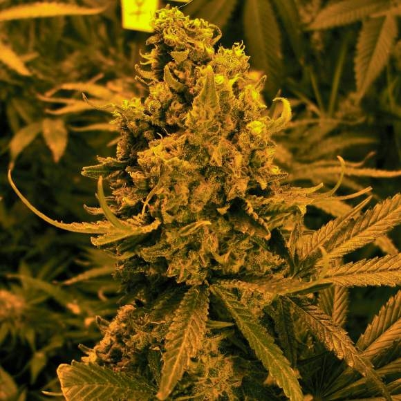 Blueberry Kush Auto Feminized Seeds