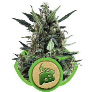 Blue Cheese Automatic Feminized Seeds
