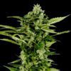 Auto-Bomb Feminized Seeds
