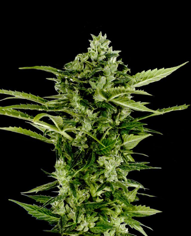 Auto-Bomb Feminized Seeds