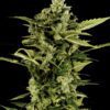 Buy Auto-Bomb Feminized Seeds by Greenhouse Seed Co. in America - Image 2