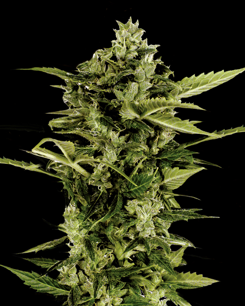 Buy Auto-Bomb Feminized Seeds by Greenhouse Seed Co. in America - Image 2