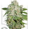 Brooklyn Sunrise Auto Feminized Seeds