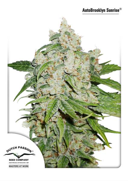 Brooklyn Sunrise Auto Feminized Seeds