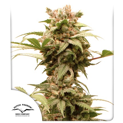 CBG-Force Auto Feminized Seeds