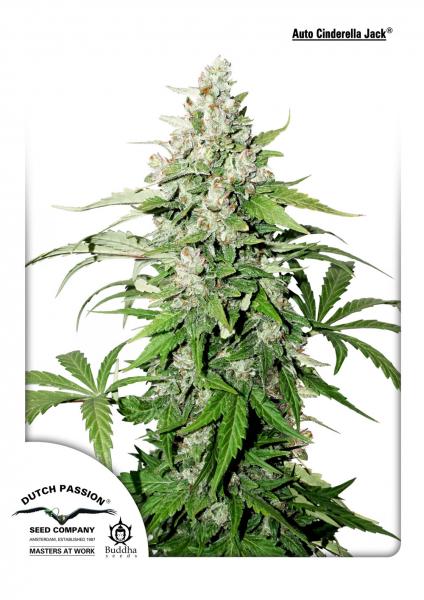 Cinderella Jack Auto Feminized Seeds