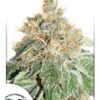 Colorado Cookies Auto Feminized Seeds