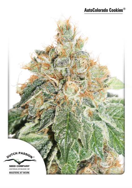 Colorado Cookies Auto Feminized Seeds