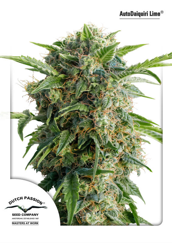 Daiquiri Lime Auto Feminized Seeds