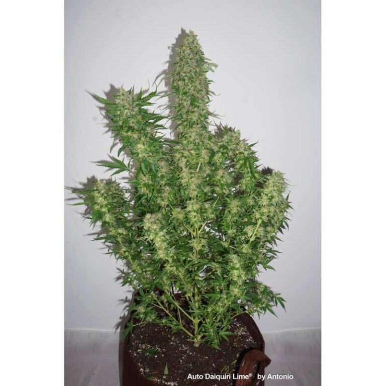 Buy Daiquiri Lime Auto Feminized Seeds by Dutch Passion in America