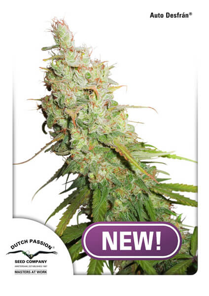 Desfran Auto Feminized Seeds