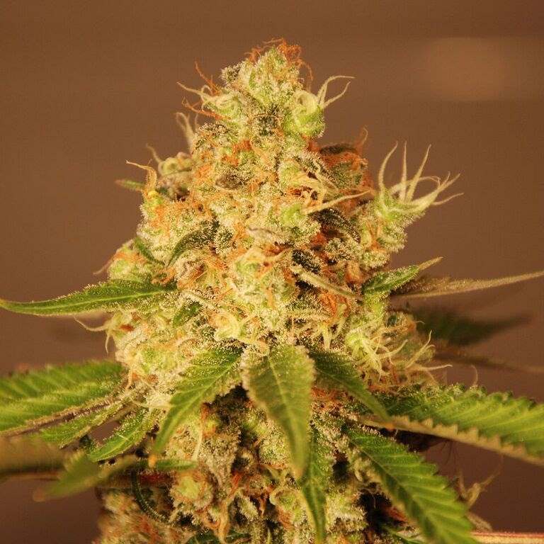 Diesel Auto Feminized Seeds