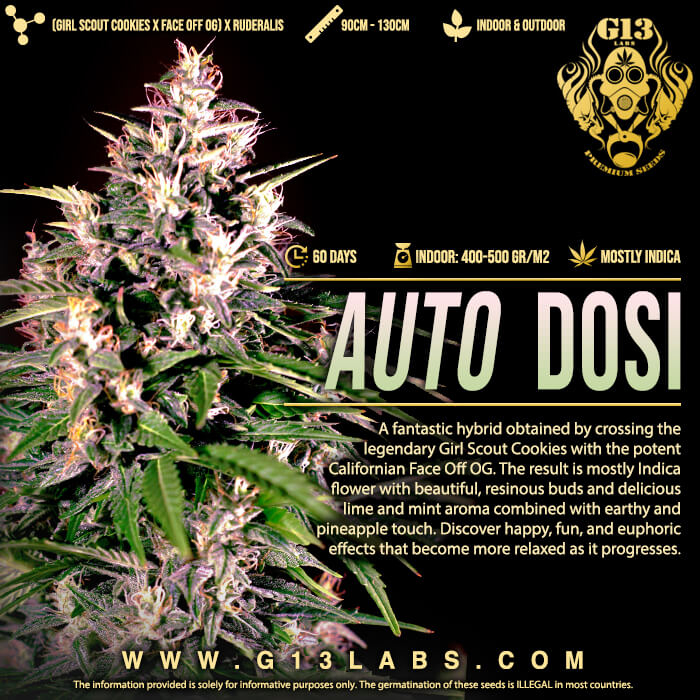 Buy Dosi Auto Feminized Seeds by G13 Labs in America - Image 2