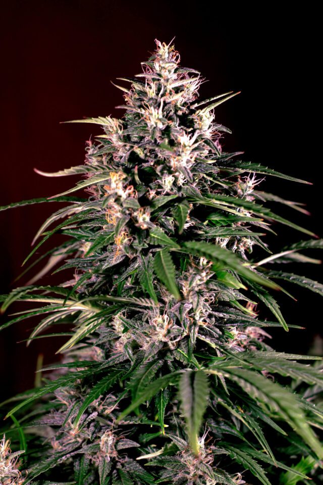 Dosi Auto Feminized Seeds