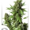 Duck Auto Feminized Seeds