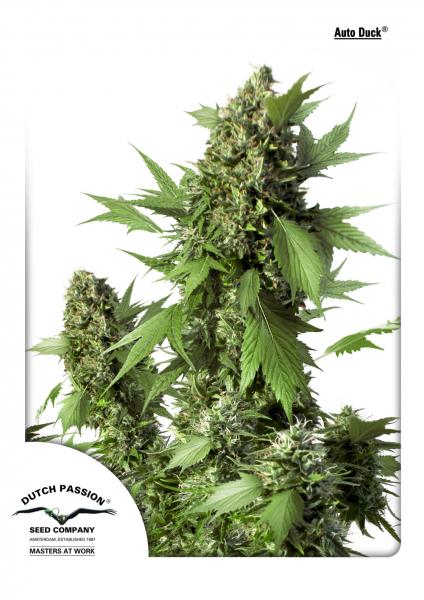 Duck Auto Feminized Seeds