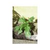 Duck Auto Feminized Seeds