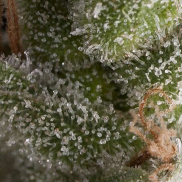 Fresh Candy Auto Feminized Seeds