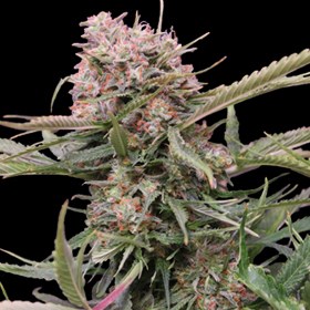 Gigabud Auto Feminized Seeds