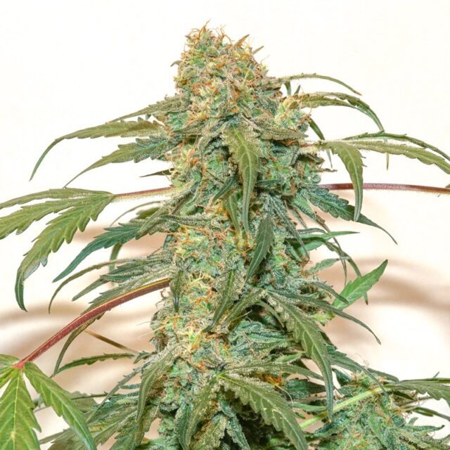 Kerosene Krash Auto Feminized Seeds