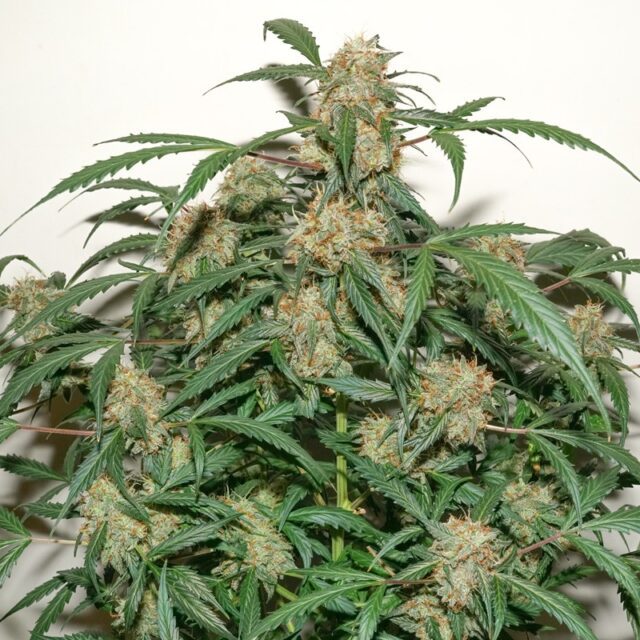 Kerosene Krash Auto Feminized Seeds