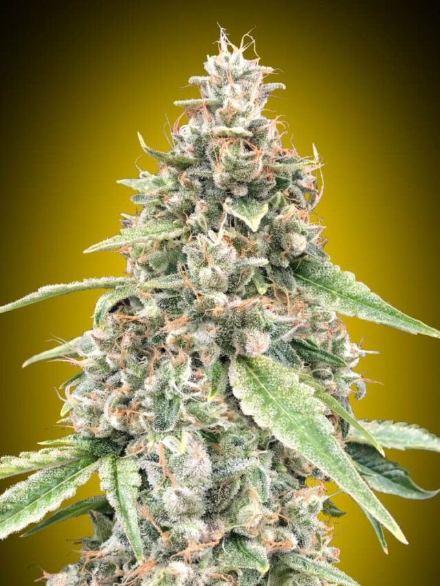 Lemon OG Auto Feminized Seeds