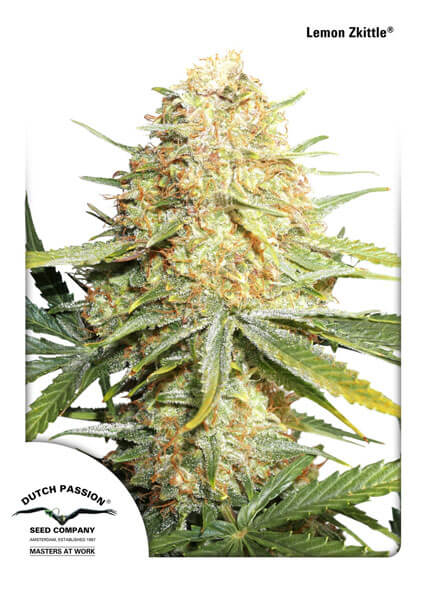 Lemon Kix (Lemon Zkittle) Auto Feminized Seeds