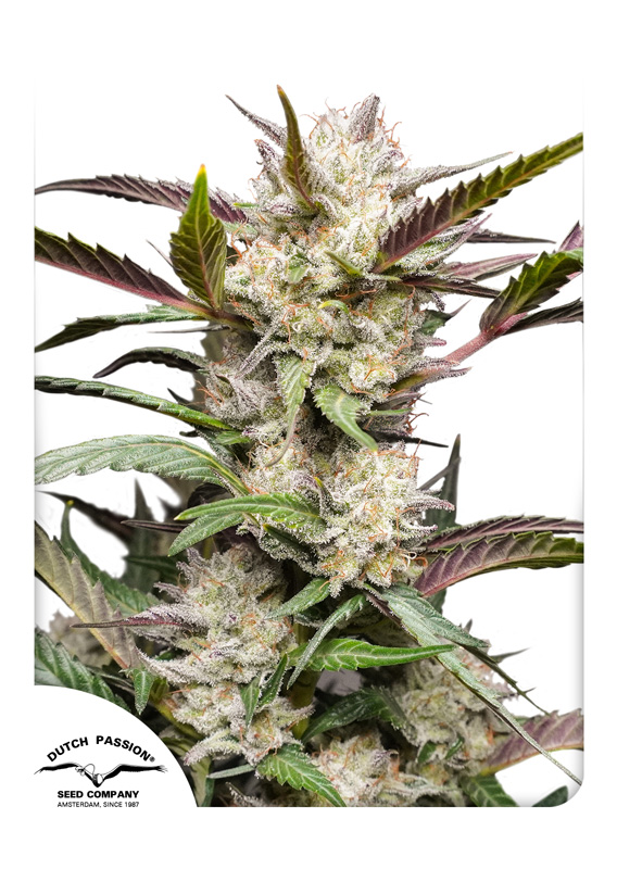 Mimosa Punch Auto Feminized Seeds